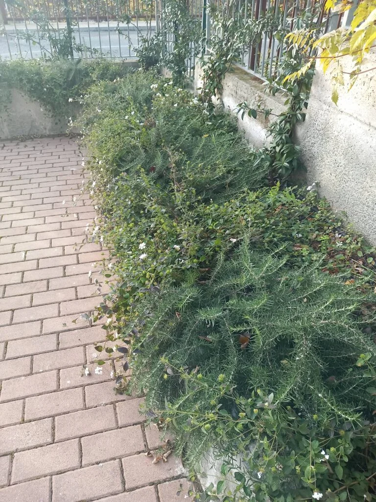 L'Ortensia Blu Giardiniere Moneglia Sestri Levante Genova aiuola
