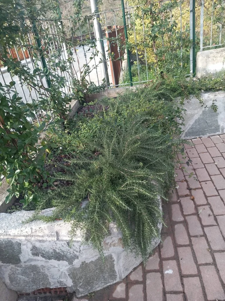 L'Ortensia Blu Giardiniere Moneglia Sestri Levante Genova aiuola fiorita
